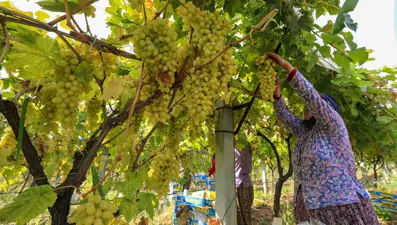 Geçen yıl "mildiyö" hastalığına bağlı kayıp yaşanmıştı: Bu yıl kalitesiyle yüz güldürdü