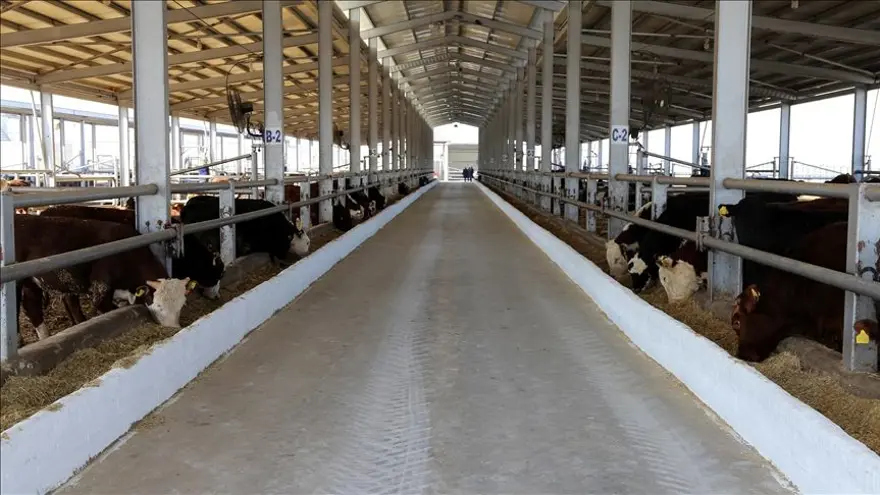 '12 MİLYON CİVARINDA AŞIMIZ ÜRETİLMİŞ OLACAK' 1