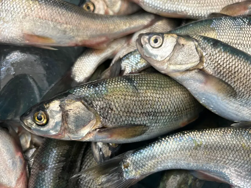 Tezgahta yerini aldı: Bu yıl fiyatı değişmedi Tezgahta yerini aldı: Bu yıl fiyatı değişmedi