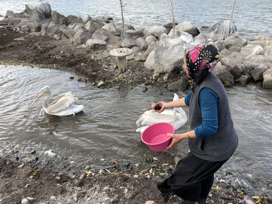 Ardahan'da balıkçı ailenin sahiplendiği iki pelikan göç etmedi 2