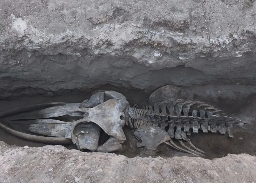 İKİ GÜN İÇİNDE TÜM İSKELET GÜN YÜZÜNE ÇIKACAK 2 İKİ GÜN İÇİNDE TÜM İSKELET GÜN YÜZÜNE ÇIKACAK 2