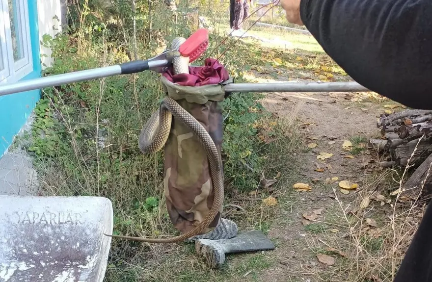 Eve giren 2 metre boyunda yılan girdi: Paniğe neden oldu 2