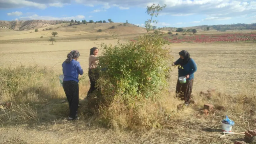 Doğadan toplaması çok zahmetli: C vitamini deposu, kışın vazgeçilmezi 2 Doğadan toplaması çok zahmetli: C vitamini deposu, kışın vazgeçilmezi 2