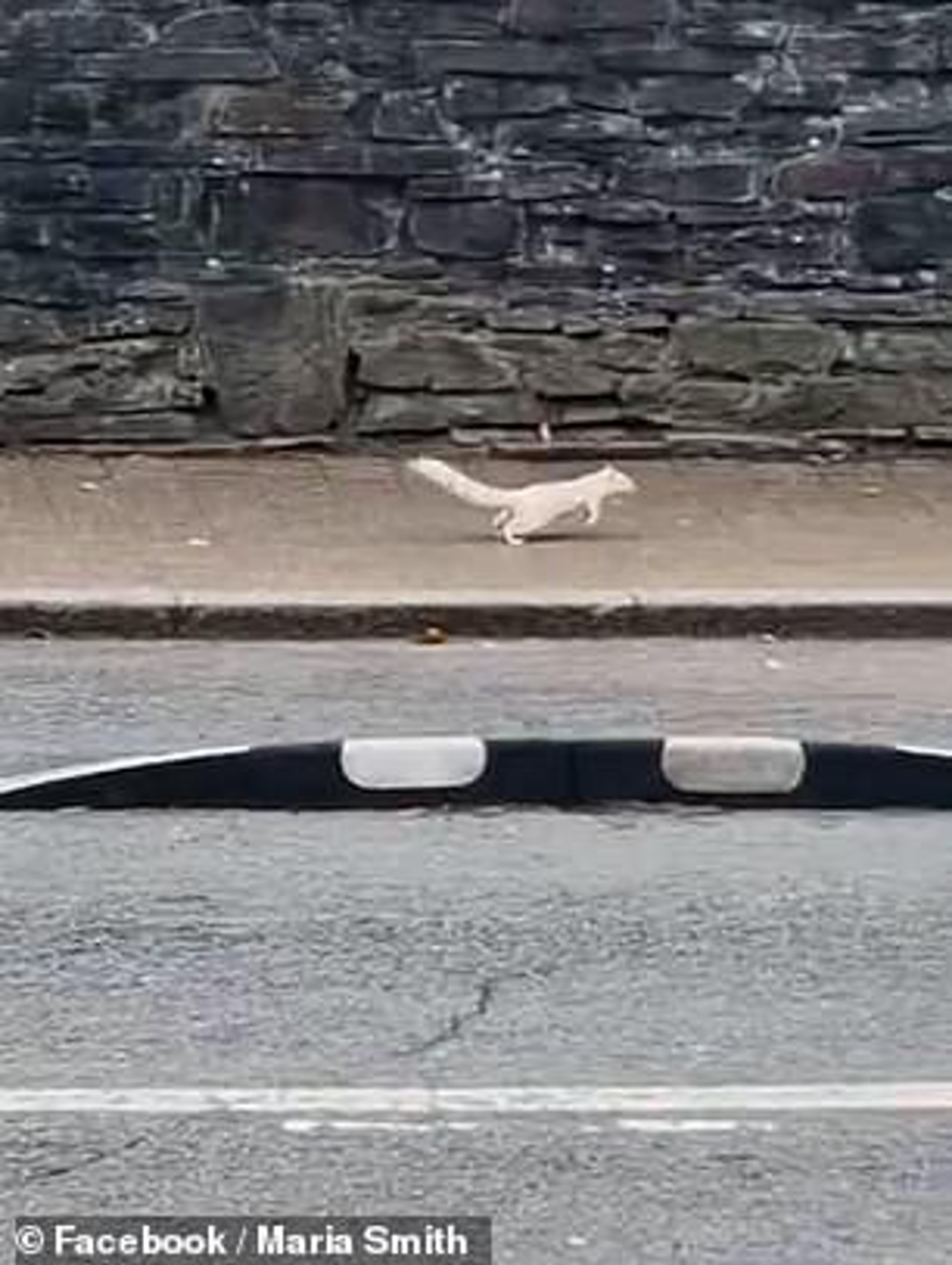 ALBİNO SİNCAP 1 ALBİNO SİNCAP 1