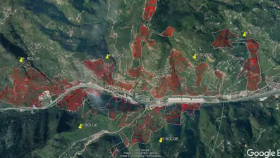 'Drakula' böceğinin tehdit ettiği ağaçlar yakılıyor: 7 mahalle karantinada