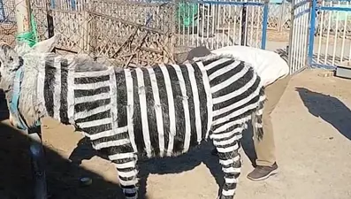 Zebra bulamadılar, eşekleri boyadılar: "Yalnızca pazarlama stratejisi"