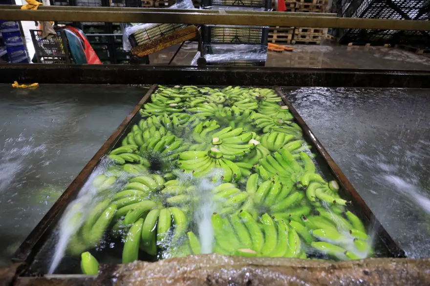 Muzu sarartmada karpitin yerini etilen gazı aldı 5