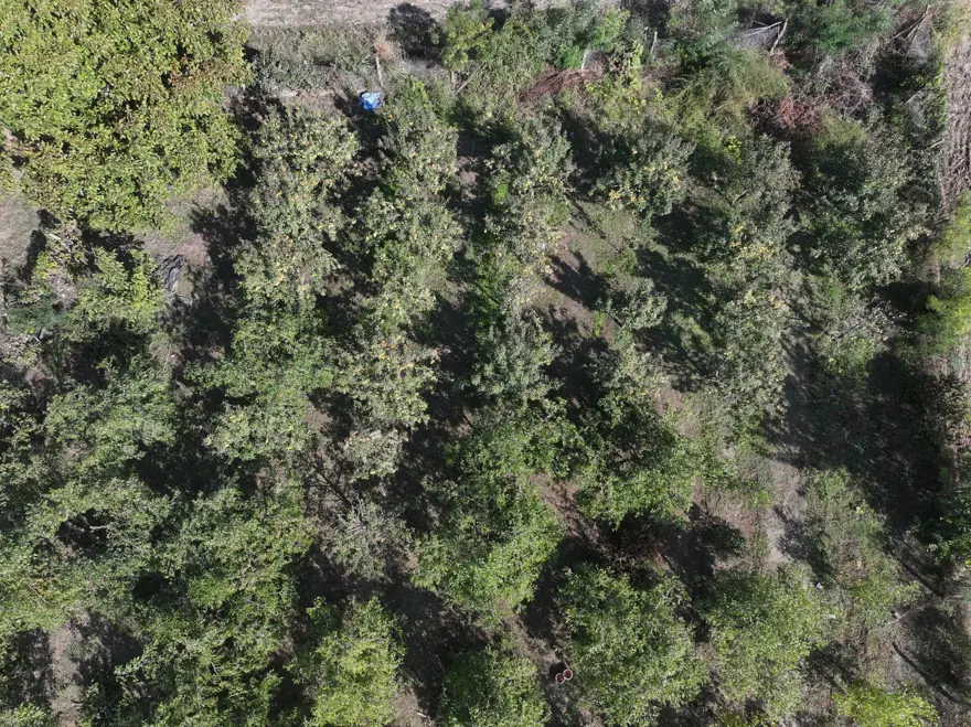 Çinlilerin "ölümsüzlük meyvesi" Edirne'de yetişiyor: C, B1, B2 ve B6 ne varsa onda! 3