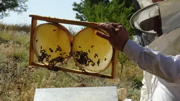 Kuraklık sonrası bereket geldi. 10 gün sonra hasat başlıyor