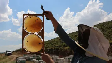Coğrafi işaretli lezzetin hasadı için geri sayım başladı. Yapay petek yok, tamamen doğal
