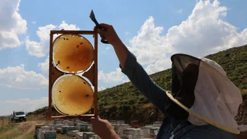 Coğrafi işaretli lezzetin hasadı için geri sayım başladı. Yapay petek yok, tamamen doğal