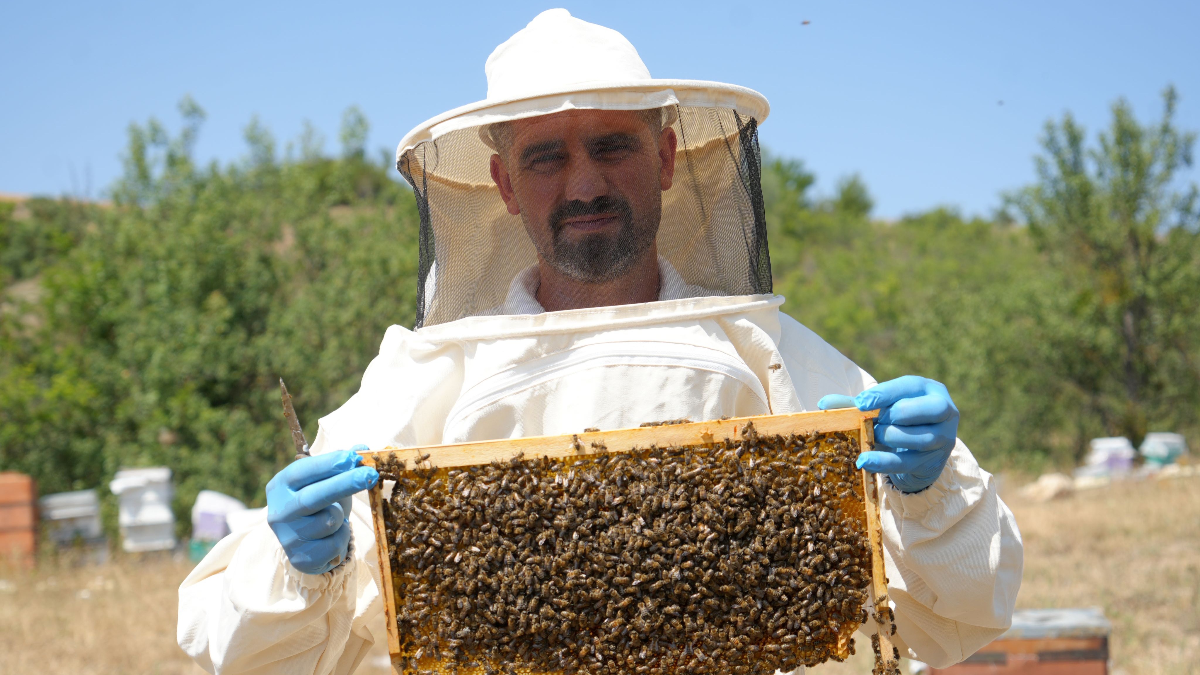 Rekolte 100 tona geriledi. Kilosu 3 bin 500 liradan satılacak