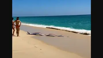 Efsane tekrar gündemde: İki “kıyamet balığı” birden sahile vurdu