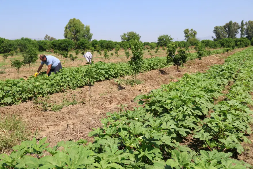 Gün doğmadan ilk hasat başladı, tarlada kilosu 150 TL 3