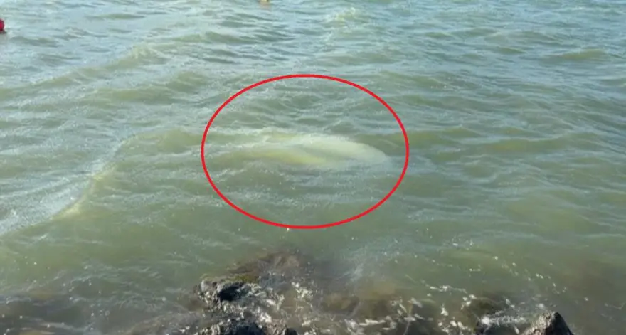 Karadeniz'i fırtına vurdu. Rüzgarın hızı 103 kilometreye ulaştı, Samsun'da üç tekne battı 4