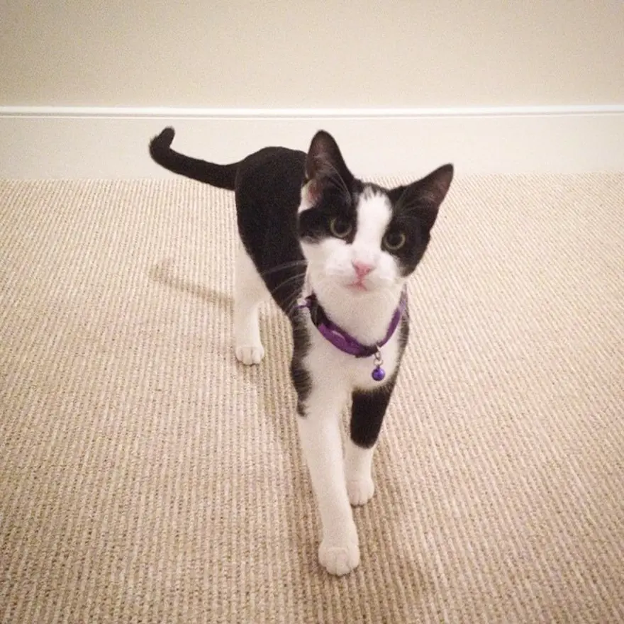 Hayatını kedileri kurtarmaya adadı 72