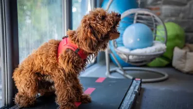Psikolojik sorunlar yaşayan "Muffin " travmayı aşmaya çalışıyor: Güven duygusu yeniden aşılanıyor