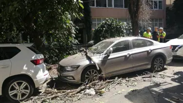 İstanbul'da ağaç devrildi, park halindeki otomobil zarar gördü