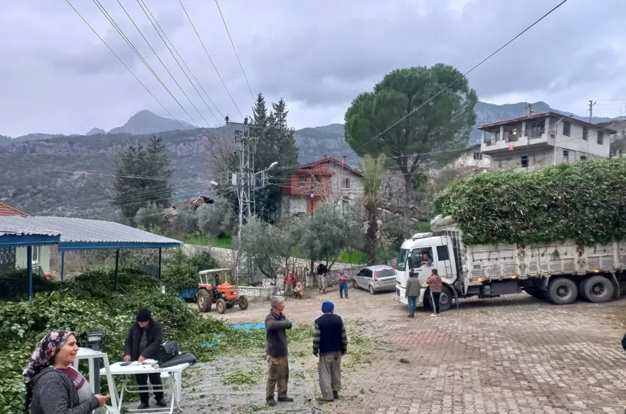 Kendiliğinden yetişiyor, 100 ailenin gelir kaynağı: Antalya'da dünyaya yayılıyor 6