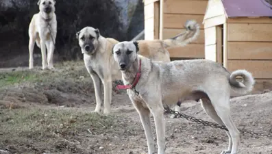 Kangal köpekleri, kışlık zırhlarını giyiyor