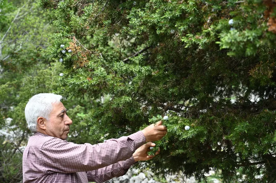Andız kozalaklarının çekirdeklerini tespihe dönüştürüyor: Yoğun talep var 6