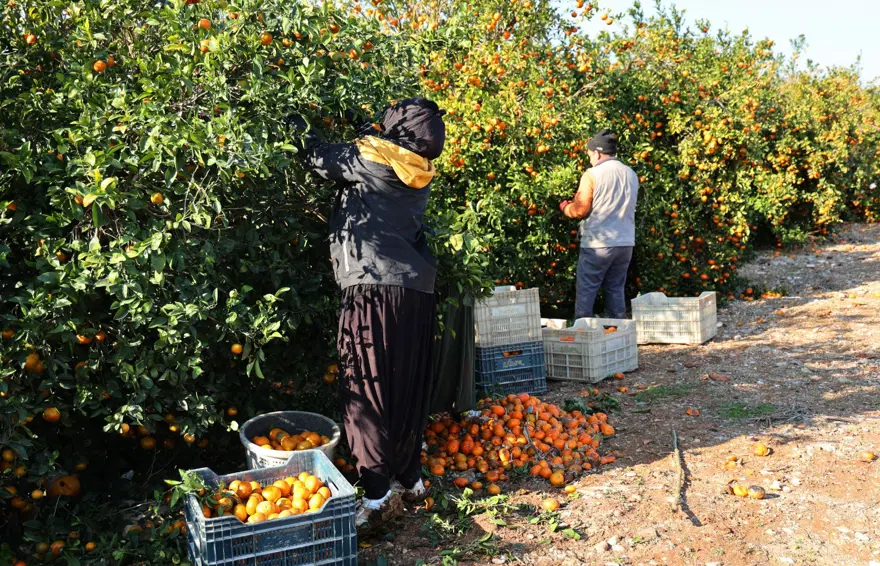 Adana'dan dünyaya satılıyor: Dalında fiyatı 17 lira 6