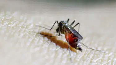 DSÖ’den “büyük salgın” uyarısı: Chikungunya virüsü hızla yayılıyor