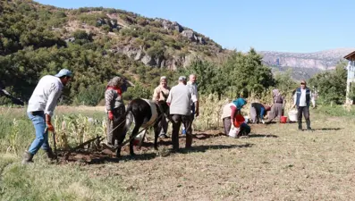 Eylül ayı geldi, söküm başladı:  Atalardan kalan kara sabanla yapılıyor
