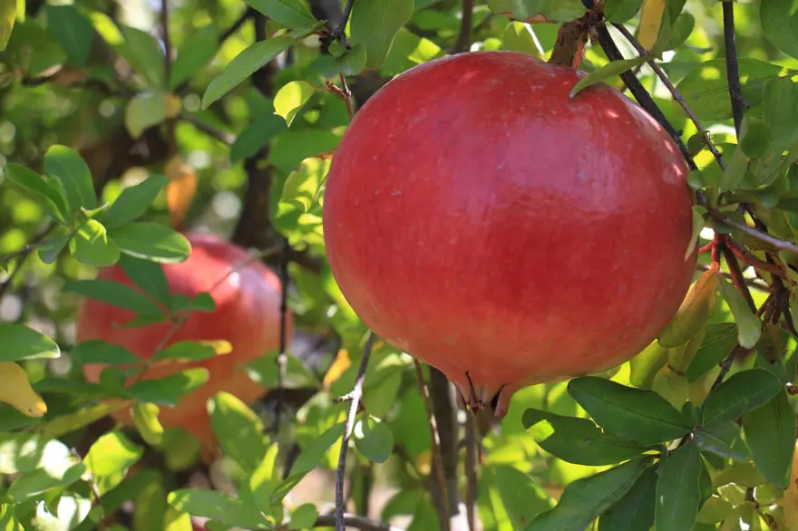 Bu narların tanesi 1,5 kilo Bu narların tanesi 1,5 kilo