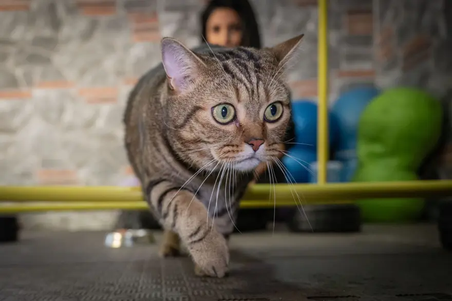 Obez kedi Simba: Pilates yaparak, havuzda yüzerek zayıflamaya çalışıyor 2