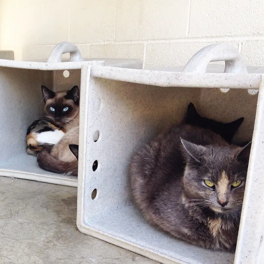 Hayatını kedileri kurtarmaya adadı 143