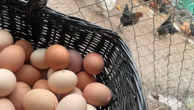 Dünyanın en ucuz proteini: Okulların açılması "Mayıs çukuru"ndan kurtaracak