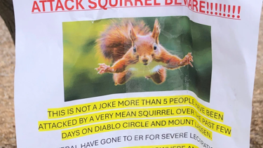 Yemek arayan "saldırgan sincap" iki kişiyi hastanelik etti.