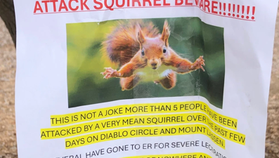 Yemek arayan "saldırgan sincap" iki kişiyi hastanelik etti.