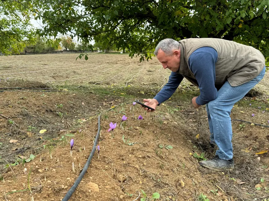 Dünyanın en pahalı baharatı: UNESCO Dünya Mirası Listesi'nde Dünyanın en pahalı baharatı: UNESCO Dünya Mirası Listesi'nde