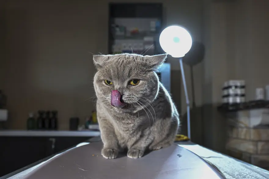 Obez kedi "Şiraz" pilates yaparak ve yüzerek zayıflıyor 4 Obez kedi "Şiraz" pilates yaparak ve yüzerek zayıflıyor 4