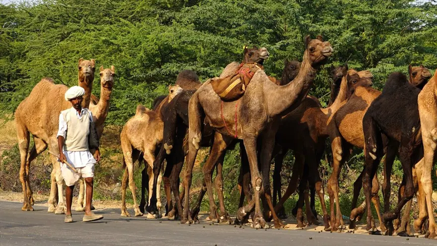 Hindistan'da Pushkar Deve Fuarı 3