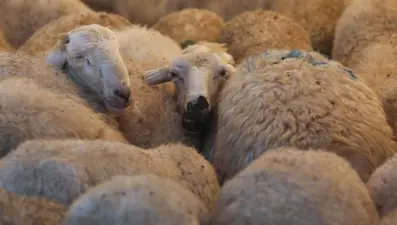 Ankara'da şarbon karantinası (50 hayvan telef oldu)