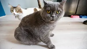 Obez kedi Shanti egzersiz ile 4,5 kilo verdi Obez kedi Shanti egzersiz ile 4,5 kilo verdi