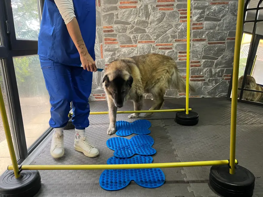 3 ayda 10 kilo veren obez köpek 'Duman', sahiplenmeyi bekliyor 4 3 ayda 10 kilo veren obez köpek 'Duman', sahiplenmeyi bekliyor 4