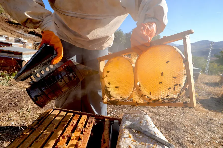 Şehirden köyüne döndü: Bu sezon 1 ton üretti 3