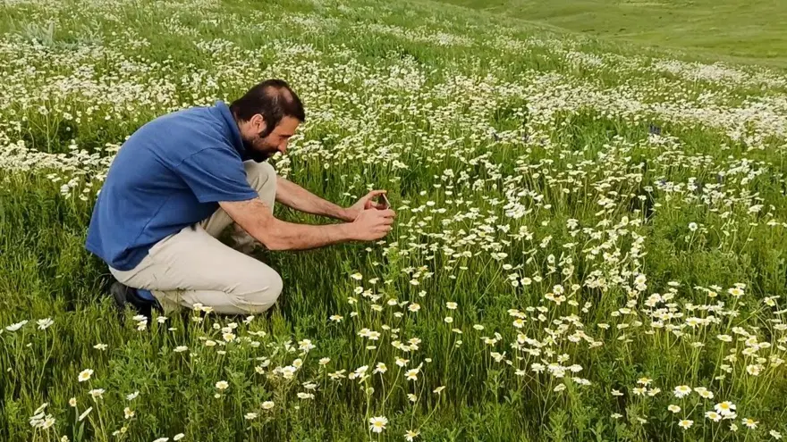 Süphan Dağı eteğindeki papatya tarlası hayranlık uyandırıyor 4