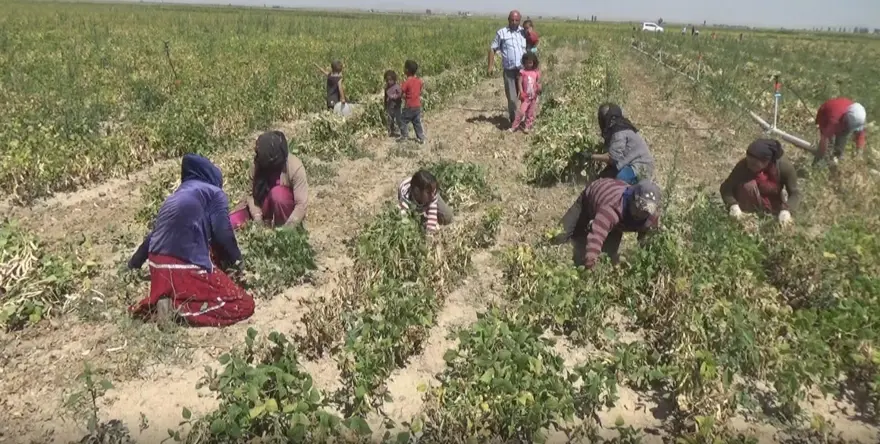Sofraların altını olarak biliniyor: Rekolte beklentisi 52 bin ton 1 Sofraların altını olarak biliniyor: Rekolte beklentisi 52 bin ton 1