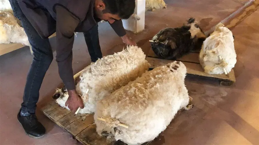 Kars'ta her mevsim kaşar ve tulum peyniri üretimi: Üç gün tuzda kalıyor, iki ay depoda bekliyor 10