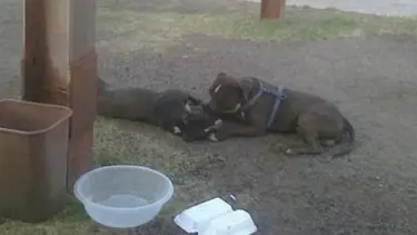 Eşini bırakmayan köpek Facebook’ta yıldız oldu