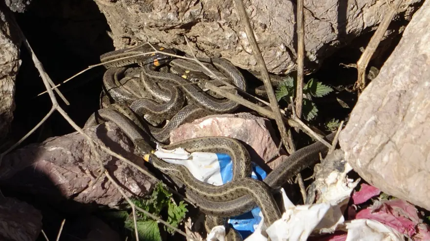 Yüksekova'da sürü halindeki yılanlar Brezilya'nın 'Yılan Adası'nı andırıyor 11