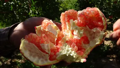 Dünyadaki en sağlıklı yiyecek: 20 TL'den başlıyor, 40 TL'ye kadar alıcı buluyor