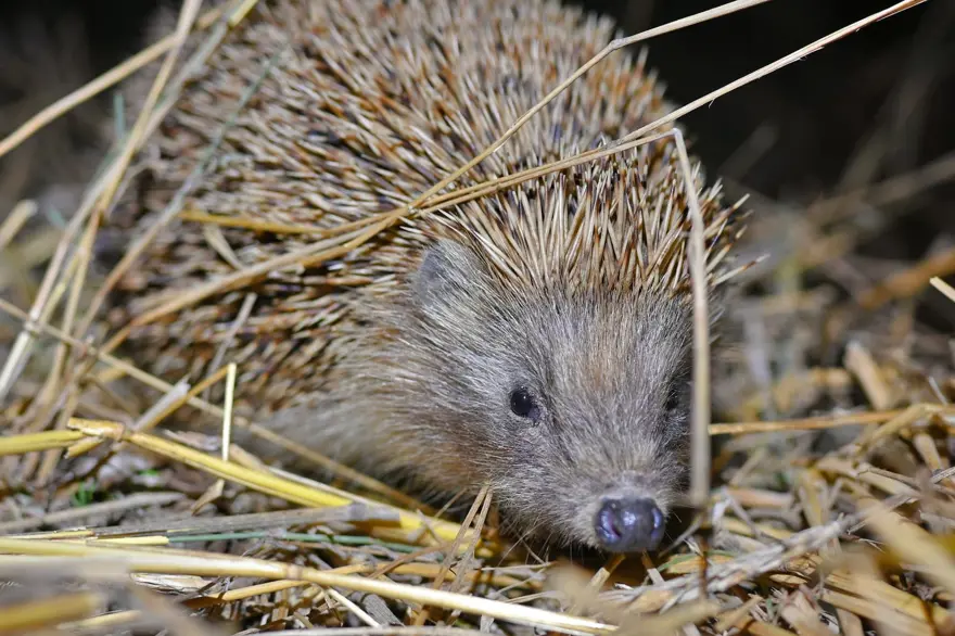 25 gün boyunca kamp kurup kızıl geyiklerin peşinde koştu 13 25 gün boyunca kamp kurup kızıl geyiklerin peşinde koştu 13