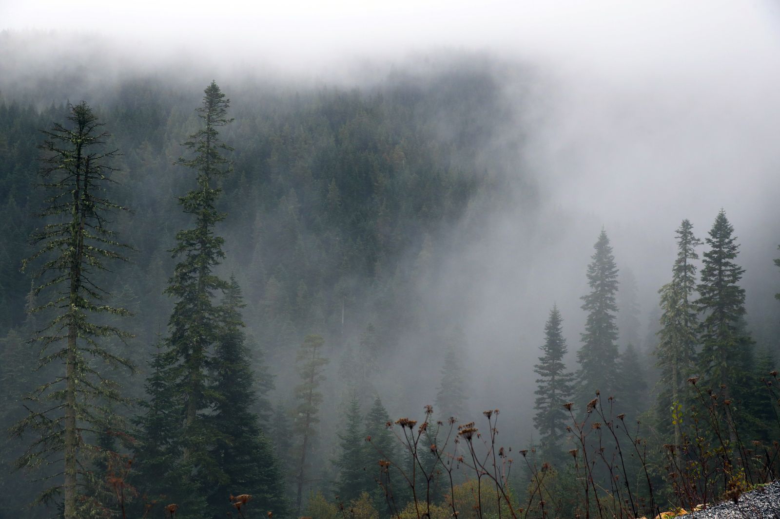Ilgaz Dağı'nda sis etkili oldu