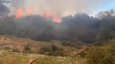 Muğla’da orman yangını: Rüzgarın etkisiyle yayıldı